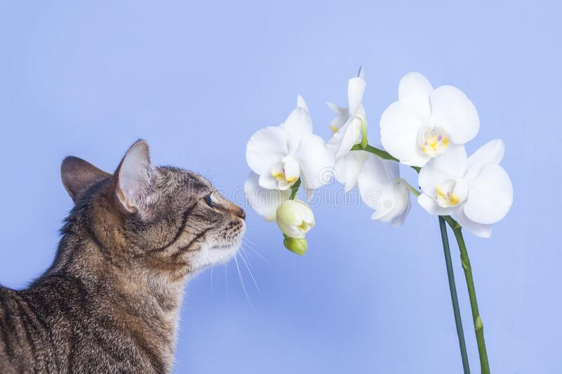 Orchids Poisonous for Cats