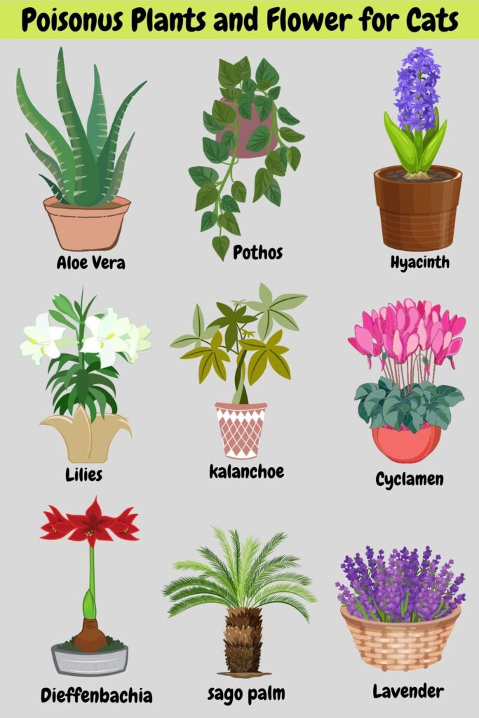 Poisonus Plants and Flower for Cats
