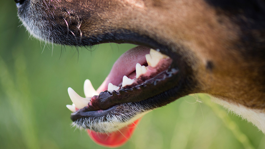 Canines Dental Problem