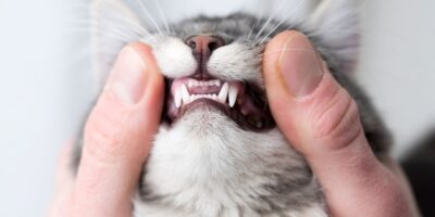 Feline Dental