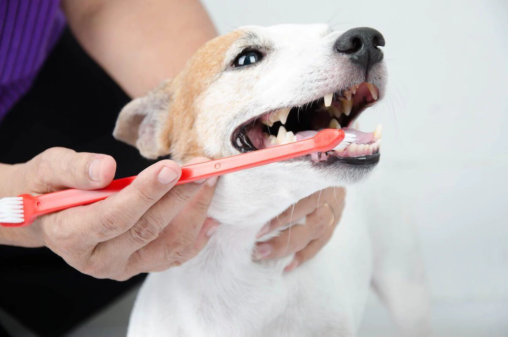 Regular Teeth Brushing