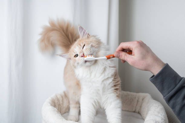 brush cat teeth