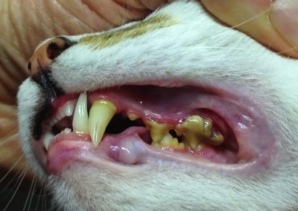 cat teeth issue