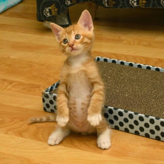 Why Do Cats Stand Up On Their Hind Legs Woollyfelt