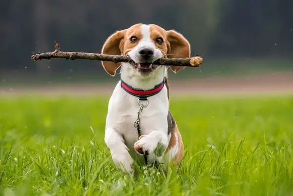 Beagle Puppy Learns To Play Fetch With A Stick