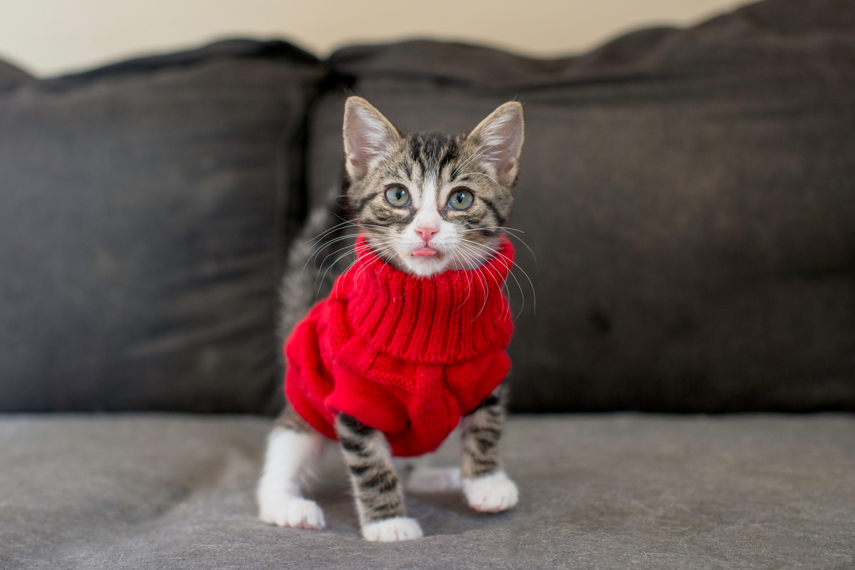 Kitten Wearing A Red Sweater