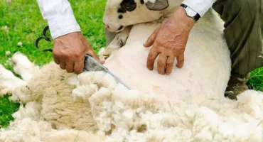 sheep with wool