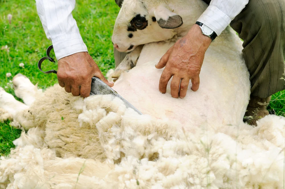 sheep with wool