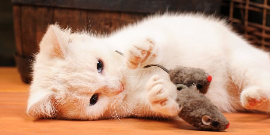 cat playing with wool