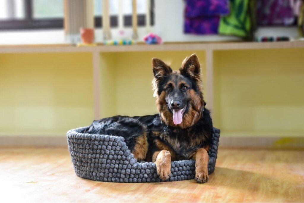 felt wool dog bed 
