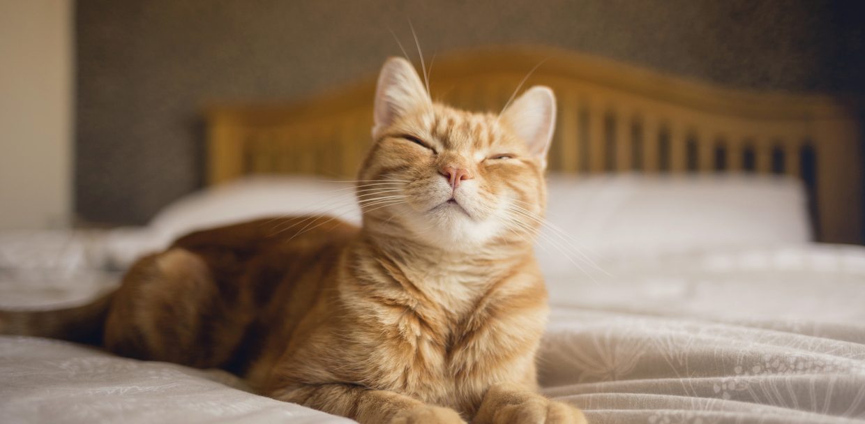 Ginger cat lying on a bed, looking happy.