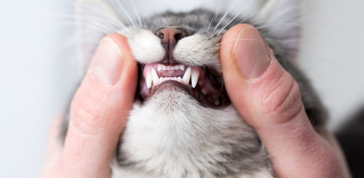 Feline Dental