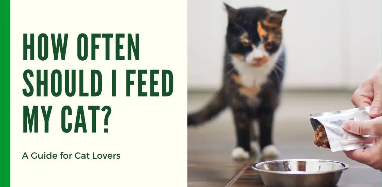 How Often Should I Feed My Cat