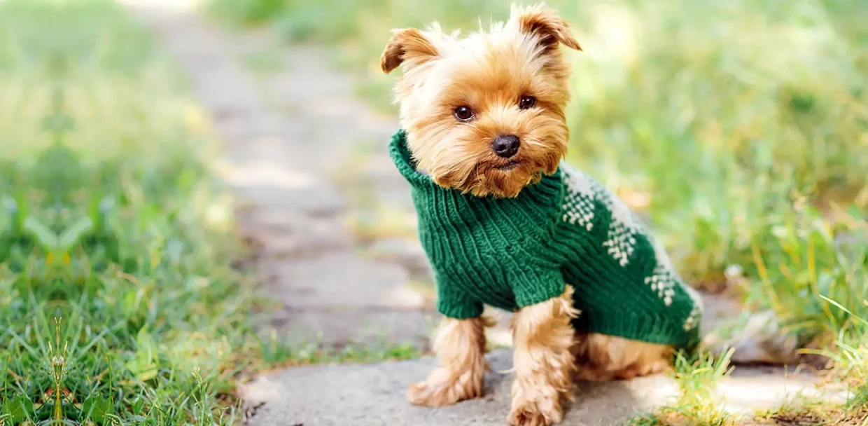 SA0178-petlifesa-lifestyle-clothing-should-dogs-have-and-wear-clothes-header-FA