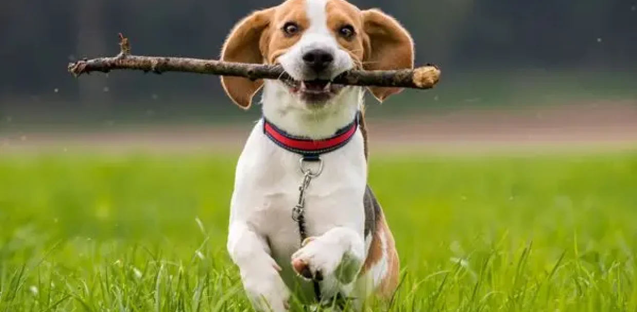 beagle-puppy-learns-to-play-fetch-with-a-stick