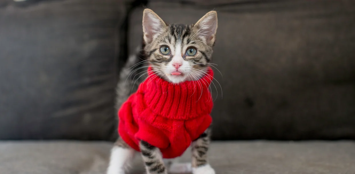 kitten-wearing-a-red-sweater